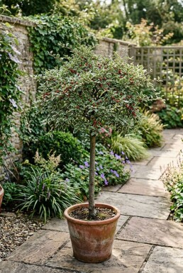 Cotoneaster suecicus 'Juliette' halfstam stamhoogte 80 cm C10