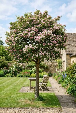 Crataegus laevigata 'Plena' halfstam stamhoogte 120 cm C10