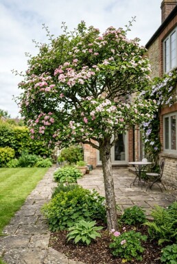 Crataegus laevigata 'Plena' halfstam stamhoogte 120 cm C10
