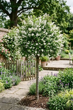 Deutzia gracilis halfstam stamhoogte 90 cm C10