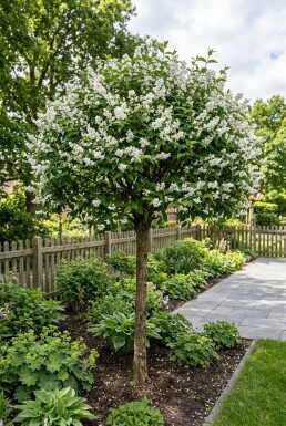 Deutzia gracilis halfstam stamhoogte 90 cm C10