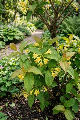 Diervilla sessilifolia 'Butterfly' halfstam stamhoogte 120 cm C10
