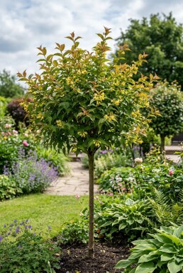 Diervilla sessilifolia 'Butterfly' halfstam stamhoogte 90 cm C10