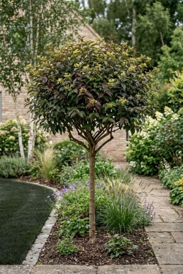 Diervilla splendens 'Diva' halfstam stamhoogte 120 cm C10