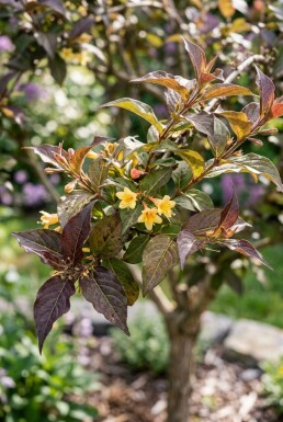 Diervilla splendens 'Diva' halfstam 90 cm C10
