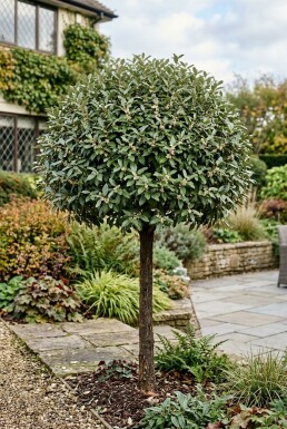 Elaeagnus ebbingei 'Compacta' halfstam stamhoogte 150 cm C20