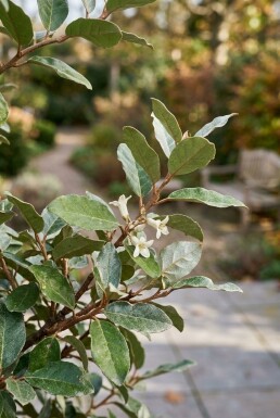 Elaeagnus ebbingei 'Compacta' halfstam stamhoogte 150 cm C20