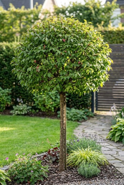 Euonymus alatus 'Compactus' halfstam stamhoogte 120 cm C10
