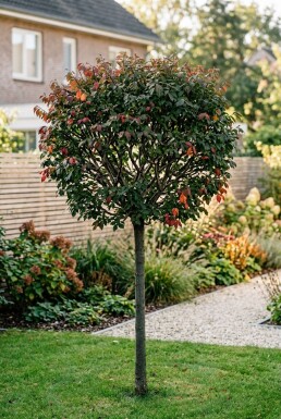 Euonymus alatus 'Compactus' halfstam stamhoogte 120 cm C10