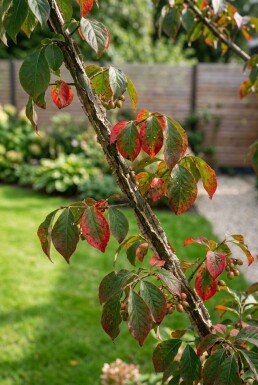 Euonymus alatus 'Compactus' halfstam stamhoogte 120 cm C10