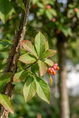 Euonymus phellomanus halfstam stamhoogte 120 cm C10