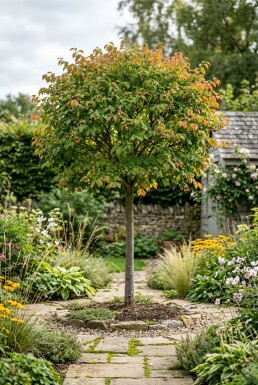 Euonymus planipes halfstam stamhoogte 120 cm C10