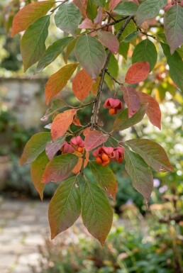 Euonymus planipes halfstam stamhoogte 120 cm C10