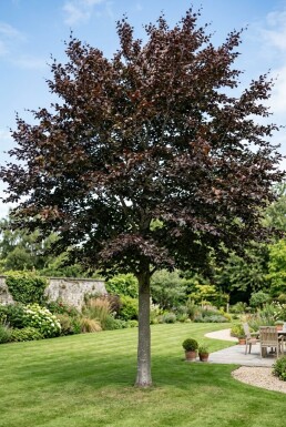 Fagus sylvatica 'Atropunicea' halfstam stamhoogte 120 cm C12