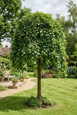 Fagus sylvatica 'Rohan Green Weeping' halfstam stamhoogte 120 cm C10