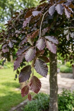 Fagus sylvatica 'Rohan Weeping' Halfstam stamhoogte 120 cm C10