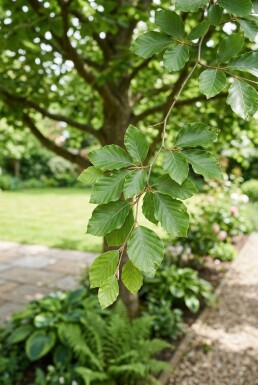 Fagus sylvatica halfstam stamhoogte 120 cm C15