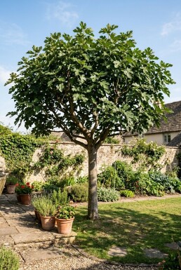 Ficus carica halfstam stamhoogte 120 cm C10