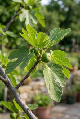 Ficus carica halfstam stamhoogte 120 cm C10