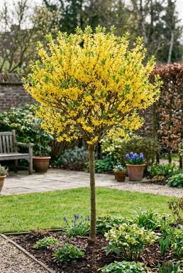 Forsythia intermedia 'Week End' halfstam stamhoogte 120 cm C10