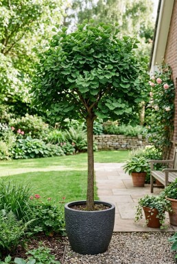 Ginkgo biloba 'Mariken' halfstam 150 cm C12