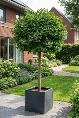 Ginkgo biloba 'Mariken' halfstam 150 cm C12