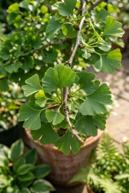 Ginkgo biloba 'Mariken' halfstam 150 cm C12