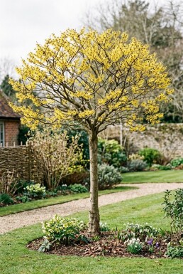 Hamamelis intermedia 'Arnold Promise' Halfstam stamhoogte 120 cm C10