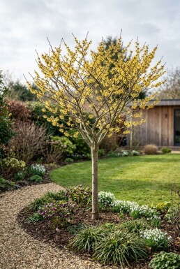 Hamamelis intermedia 'Arnold Promise' Halfstam stamhoogte 120 cm C10