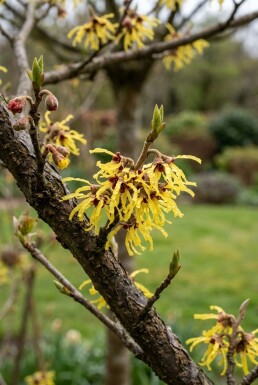Hamamelis intermedia 'Arnold Promise' Halfstam stamhoogte 120 cm C10