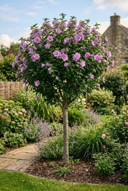 Hibiscus syriacus 'Ardens' halfstam stamhoogte 90 cm C10