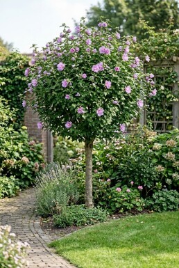 Hibiscus syriacus 'Ardens' halfstam stamhoogte 90 cm C10