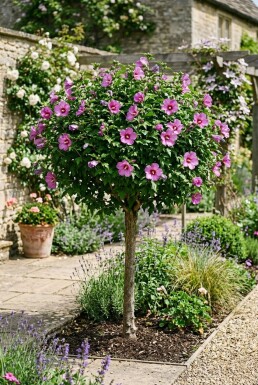 Hibiscus syriacus 'Eruption' halfstam stamhoogte 90 cm C10