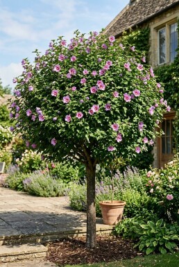 Hibiscus syriacus 'Eruption' halfstam stamhoogte 90 cm C10