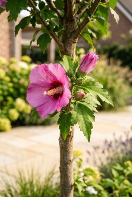 Hibiscus syriacus 'Eruption' halfstam stamhoogte 90 cm C10