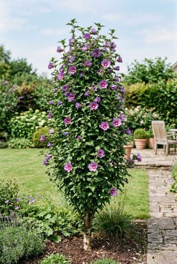 Hibiscus syriacus 'Flower Tower Purple' beveerd 150-175 cm C10