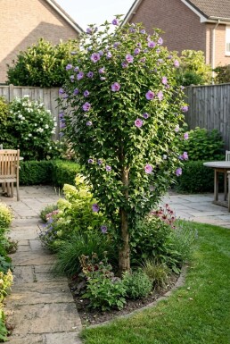 Hibiscus syriacus 'Flower Tower Purple' beveerd 150-175 cm C10