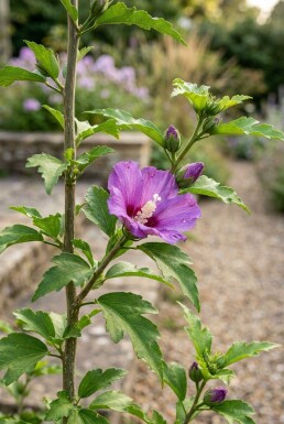 Hibiscus syriacus 'Flower Tower Purple' beveerd 150-175 cm C10