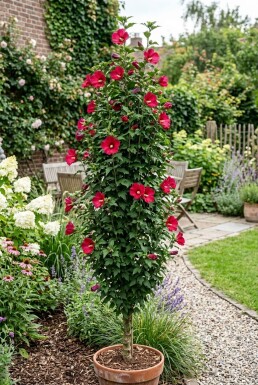 Hibiscus syriacus 'Flower Tower Ruby' beveerd 125-150 cm C10