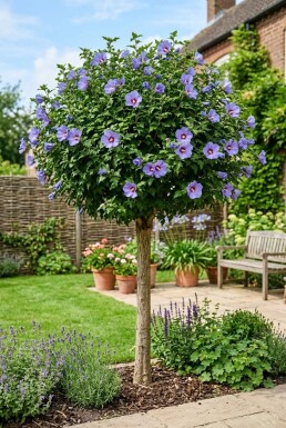 Hibiscus syriacus 'Marina' halfstam stamhoogte 120 cm C10