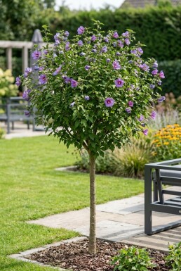 Hibiscus syriacus 'Marina' halfstam stamhoogte 120 cm C10