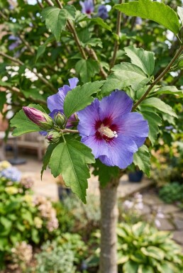 Hibiscus syriacus 'Marina' halfstam stamhoogte 120 cm C10