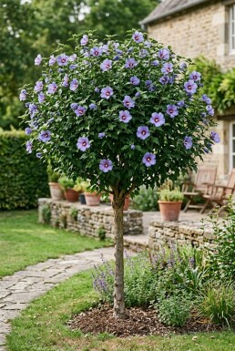 Hibiscus syriacus 'Oiseau Bleu' halfstam stamhoogte 90 cm C10