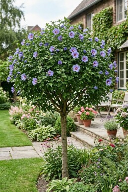 Hibiscus syriacus 'Oiseau Bleu' halfstam stamhoogte 90 cm C10