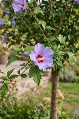 Hibiscus syriacus 'Oiseau Bleu' halfstam stamhoogte 90 cm C10