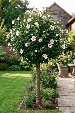 Hibiscus syriacus 'Red Heart' halfstam stamhoogte 90 cm C10