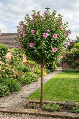 Hibiscus syriacus 'Woodbridge' halfstam stamhoogte 90 cm C10