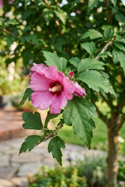 Hibiscus syriacus 'Woodbridge' halfstam stamhoogte 90 cm C10