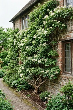 Hydrangea anomala subsp. petiolaris beveerd 175-200 cm C10
