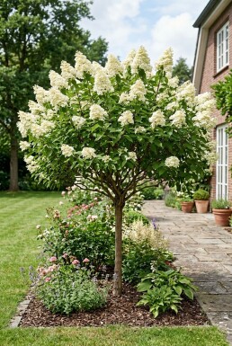 Hydrangea paniculata 'Kyushu' halfstam stamhoogte 90 cm C10